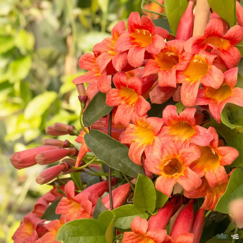 Crossvine 'Tangerine Beauty'