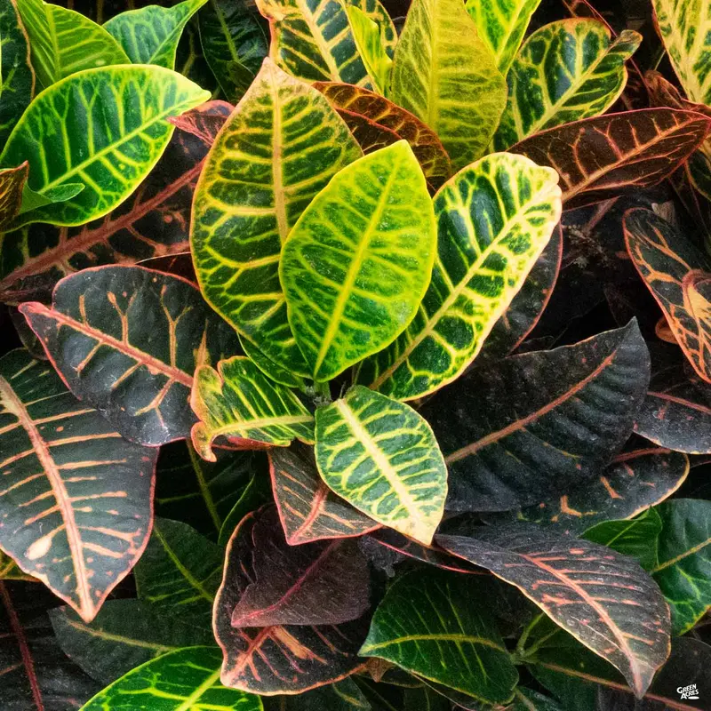 Croton