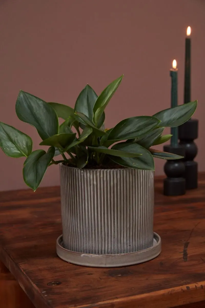 Curio Pot with Saucer 7.5"x 6.75" By Accent Decor