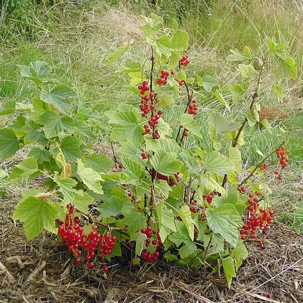 Currant 'Red Lake' (Ribes Rubrum)