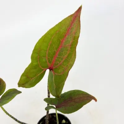 Cyrtosperma johnstonii (Cyrtosperma)