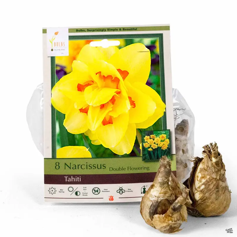 Daffodil 'Tahiti'