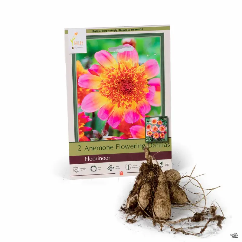 Dahlia ‘Floorinoor’, Anemone