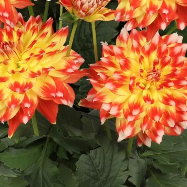 Dahlia 'Hypnotica Candy Corn'