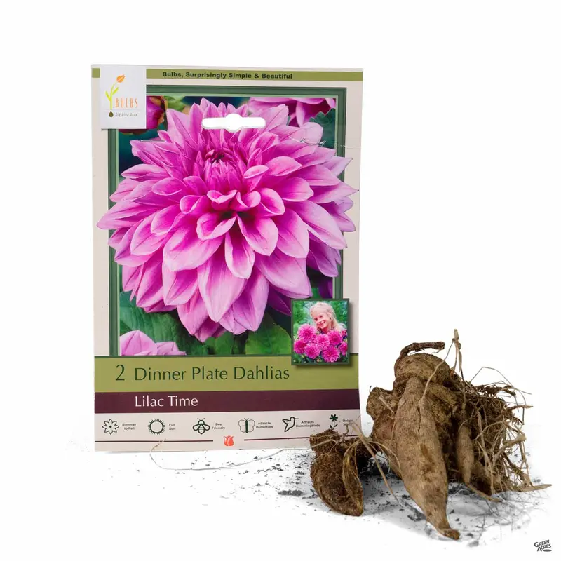 Dahlia ‘Lilac Time’, Dinnerplate