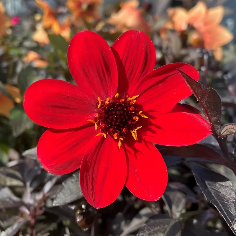 Dahlia 'Mystic Enchantment'
