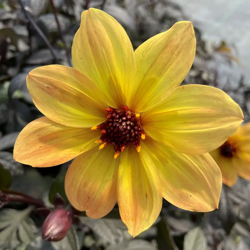 Dahlia 'Mystic Illusion'