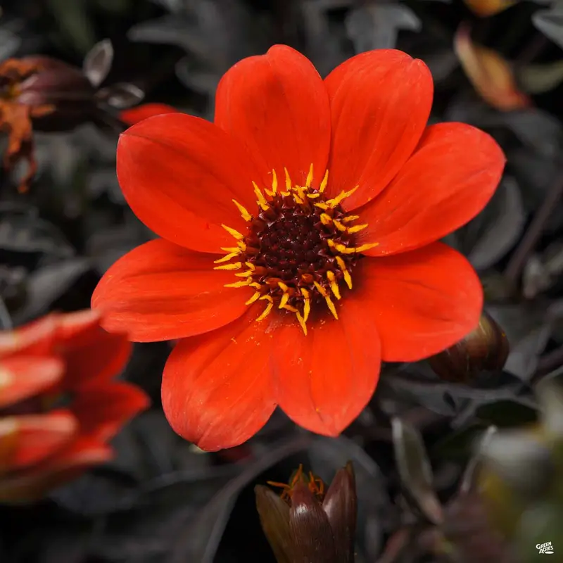 Dahlia 'Mystic' Series