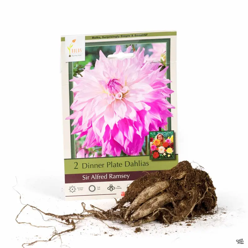 Dahlia ‘Sir Alfred Ramsey’, Dinnerplate