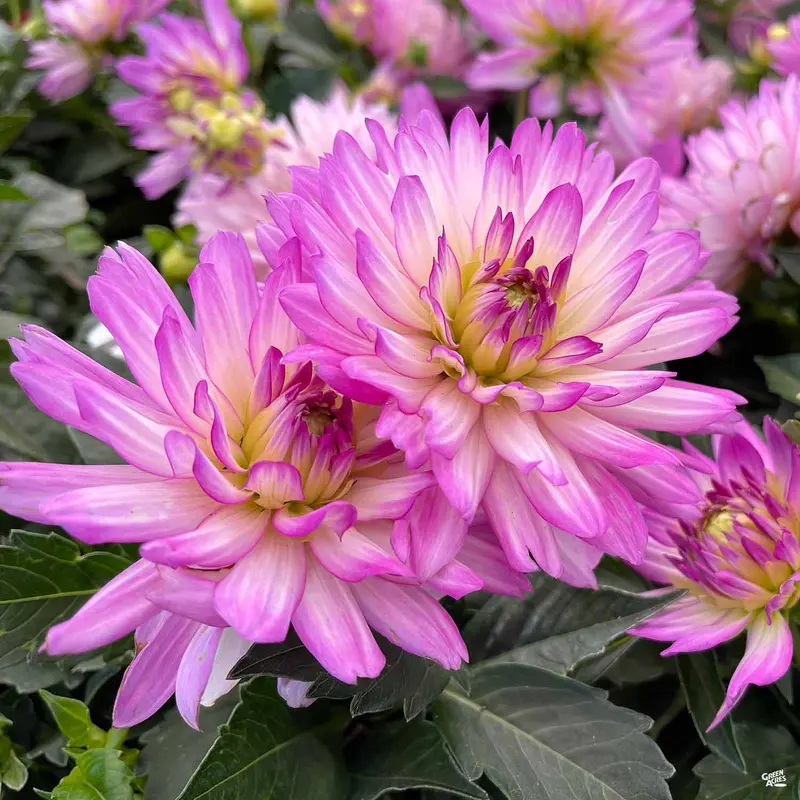 Dahlia 'XXL Series'