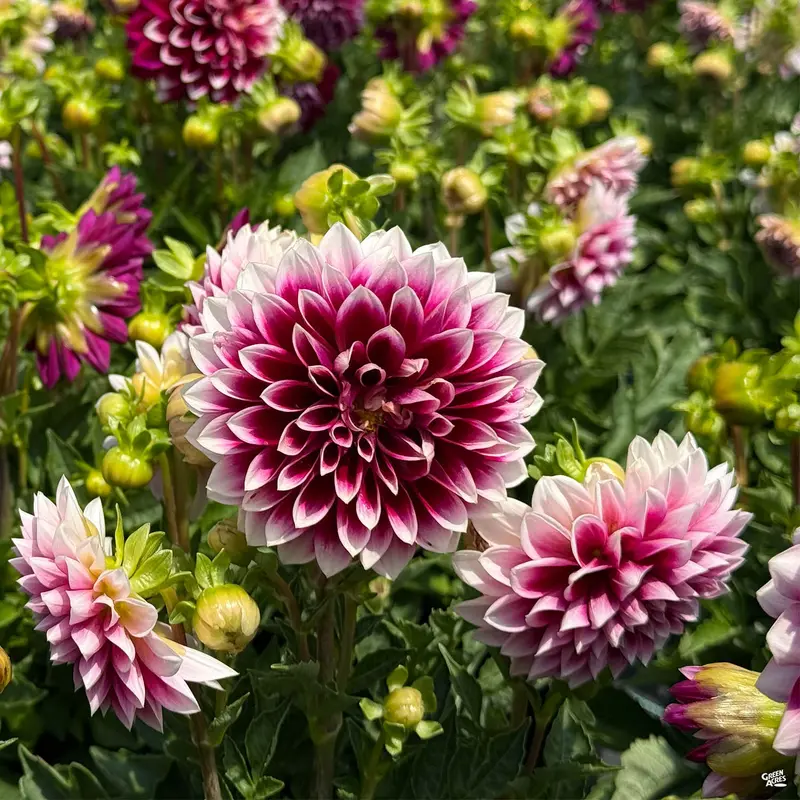 Dahlia 'Mystic Fantasy'