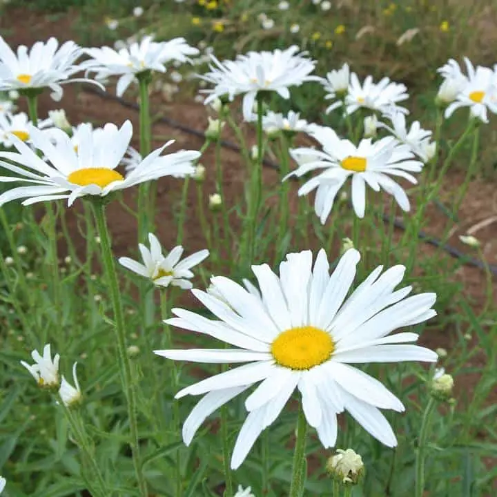 Daisy 'Giant Shasta' - Seed AS