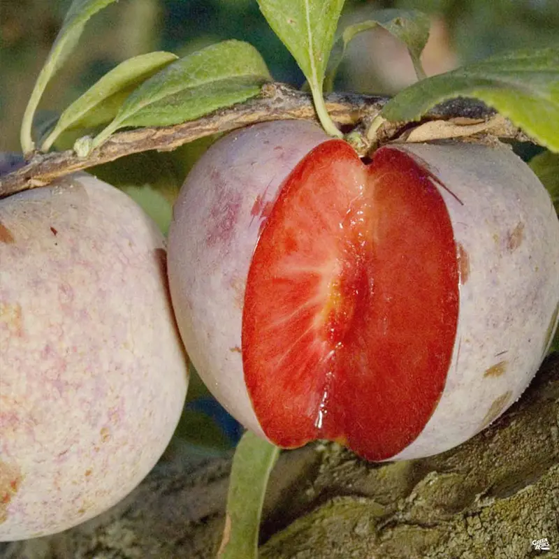 Dapple Dandy Pluot® Interspecific Plum Bareroot