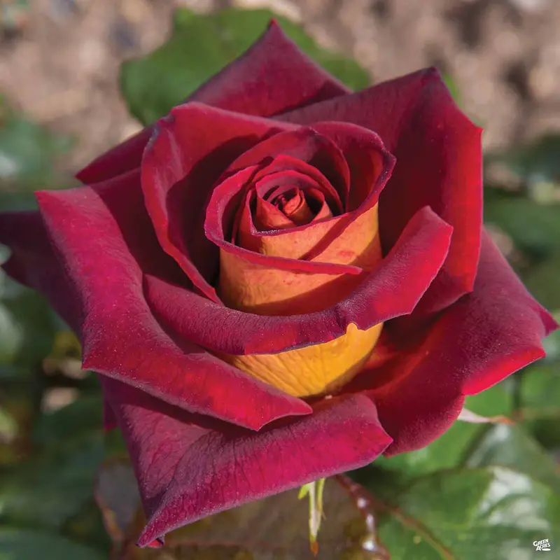 Dark Night™ Rose Bareroot