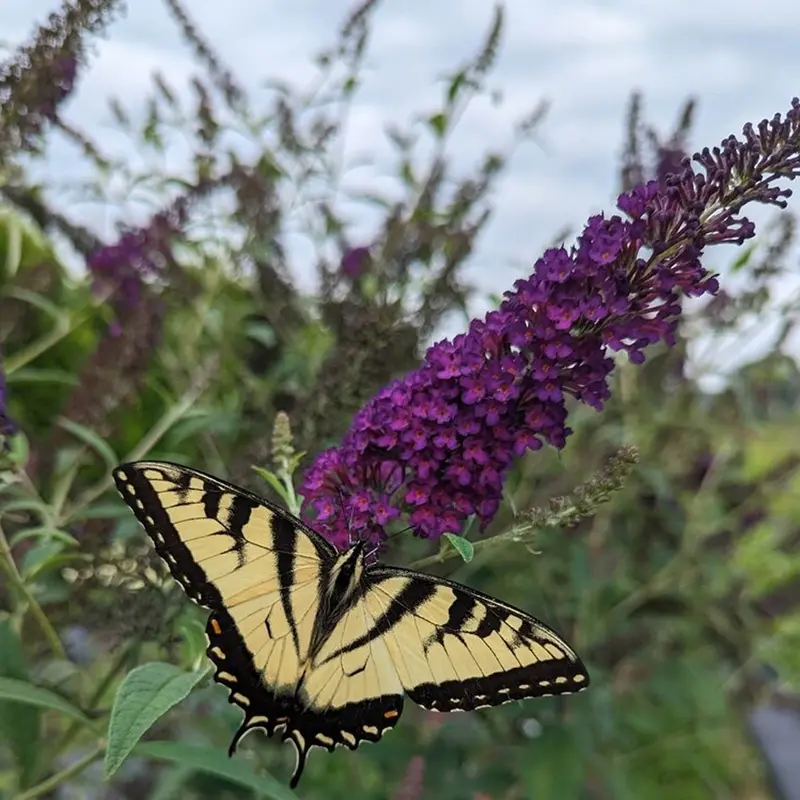 Darkest Night® Butterfly Bush