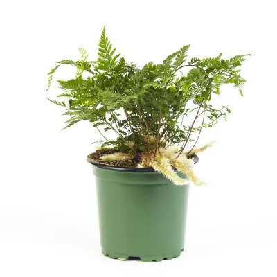 Davallia fejeensis (Rabbit's Foot Fern)