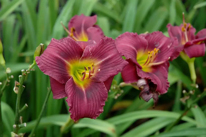 Daylily - Little Grapette