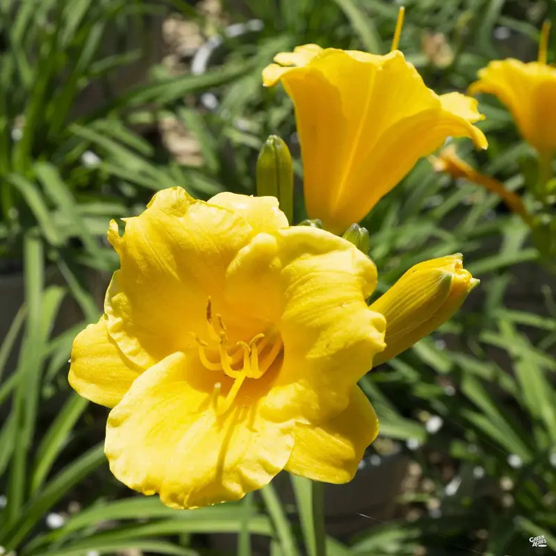 Daylily 'Stella de Oro'