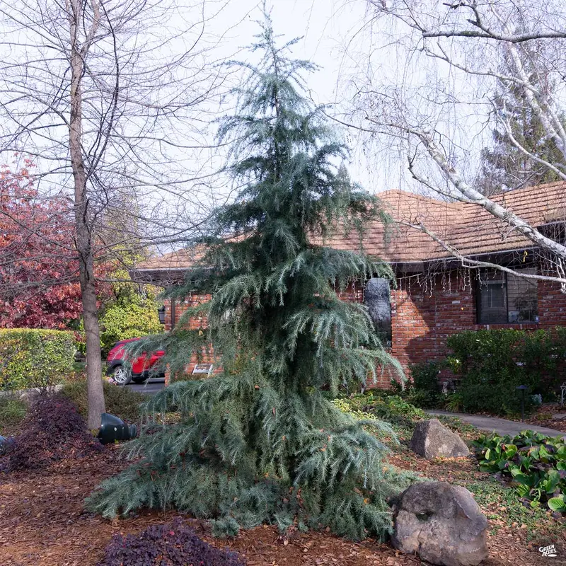 Deodar Cedar