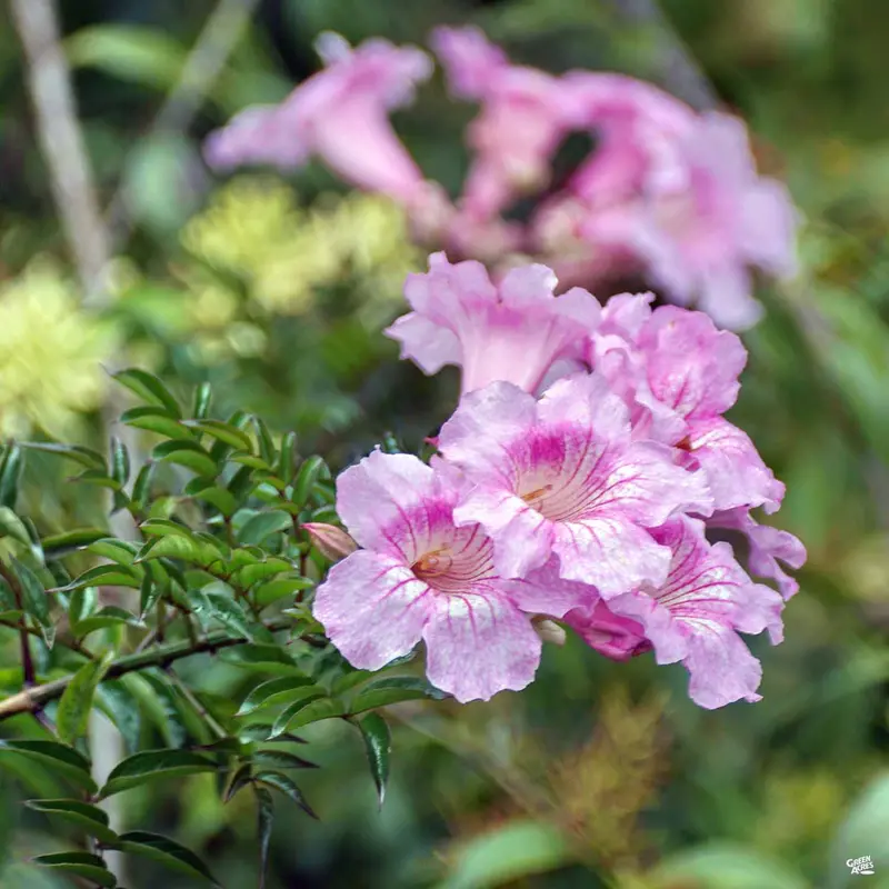 Desert Willow 'Bubba'