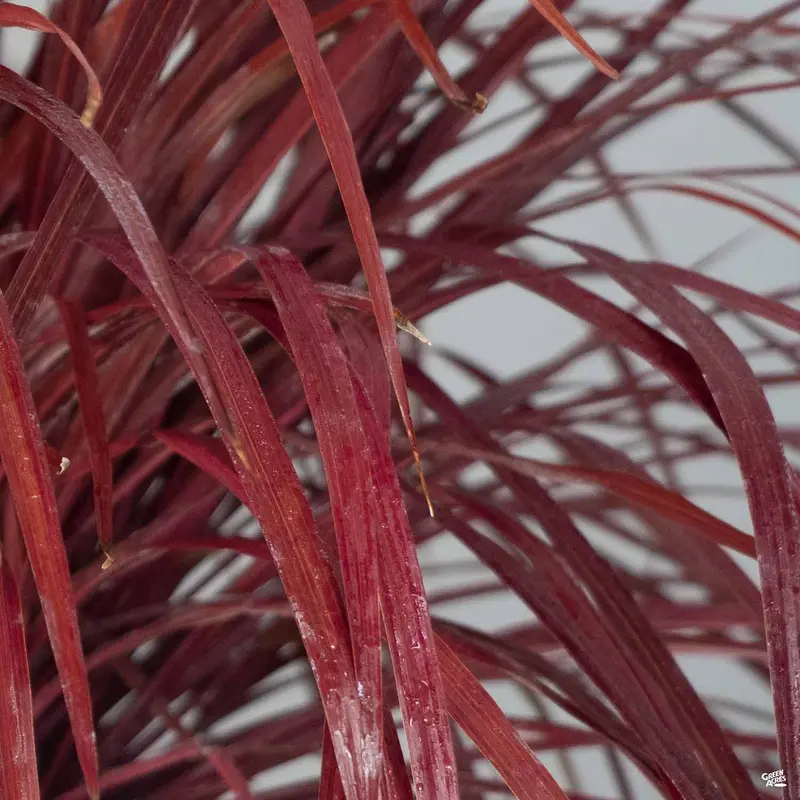 Design-A-Line™ Cordyline Burgundy