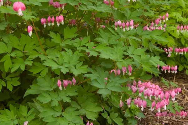 Dicentra spectabilis- Bleeding Heart Pink