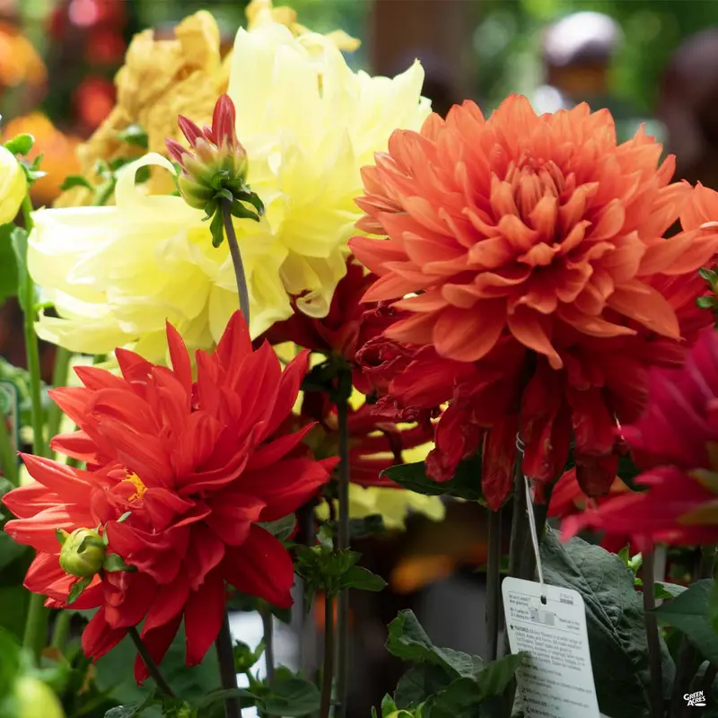 Dinnerplate Dahlia
