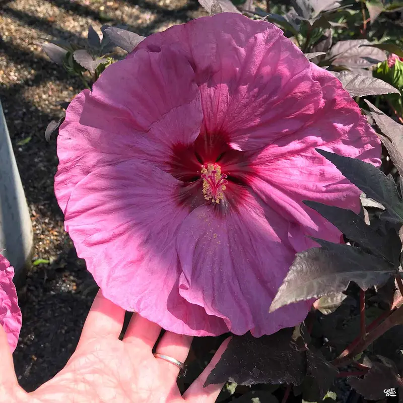 Dinnerplate Hibiscus