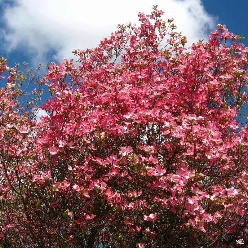 Dogwood 'Cherokee Chief'