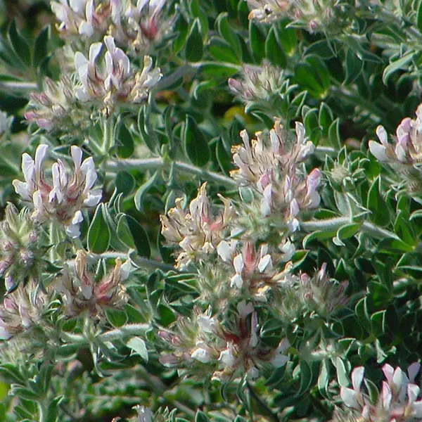 Dorycnium hirsutum (Astragalus)