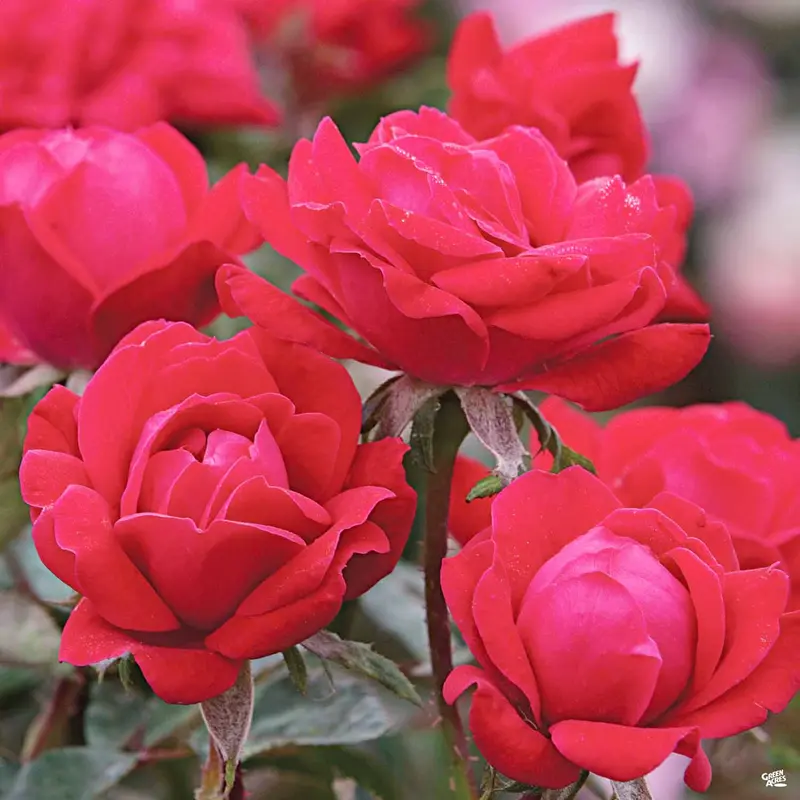 Double Knock Out® Rose