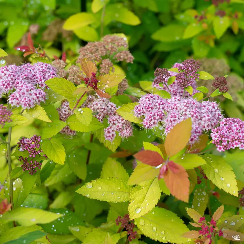 Double Play Candy Corn® Spirea