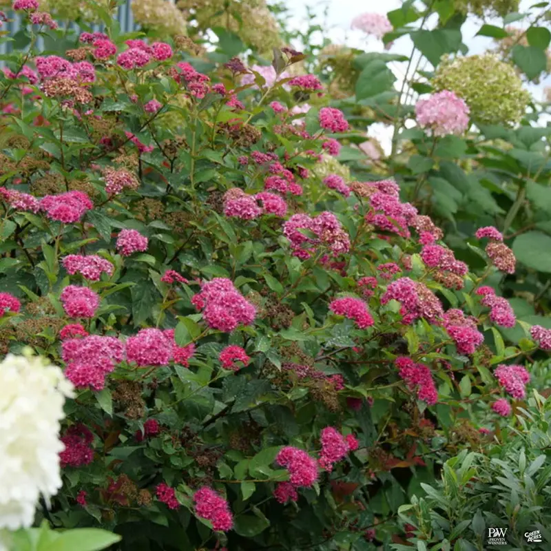 Double Play Doozie® Spirea