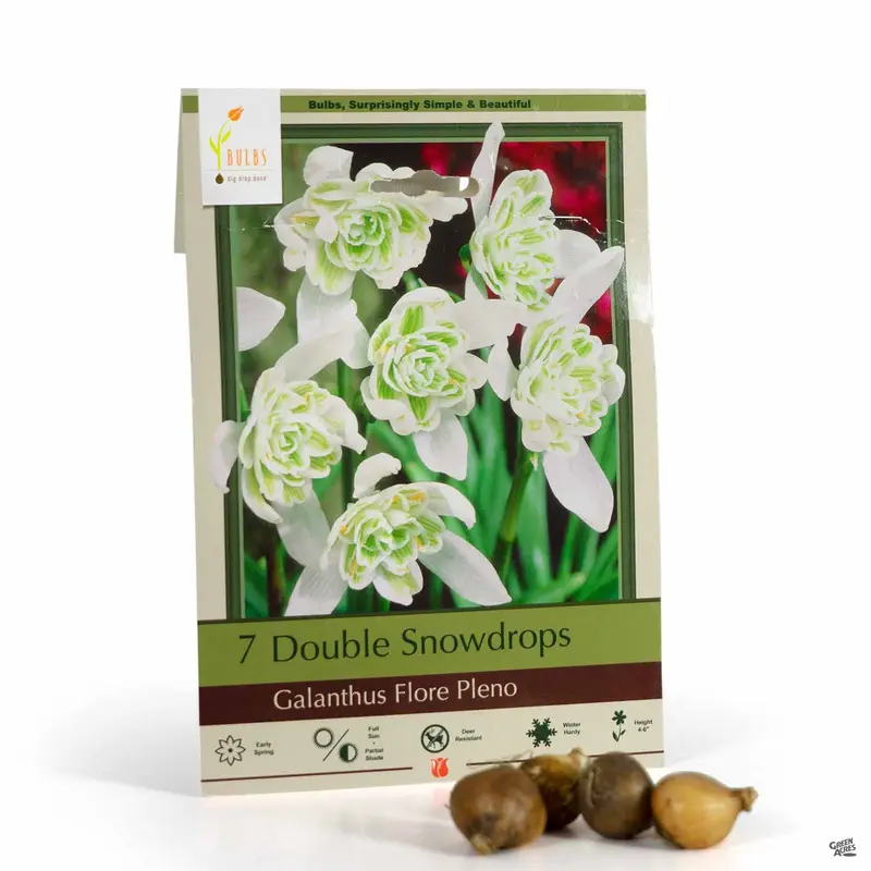 Double Snowdrops Bulb