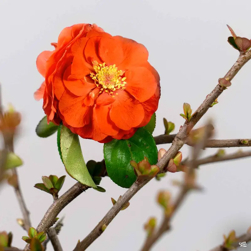 Double Take Orange Storm™ Flowering Quince