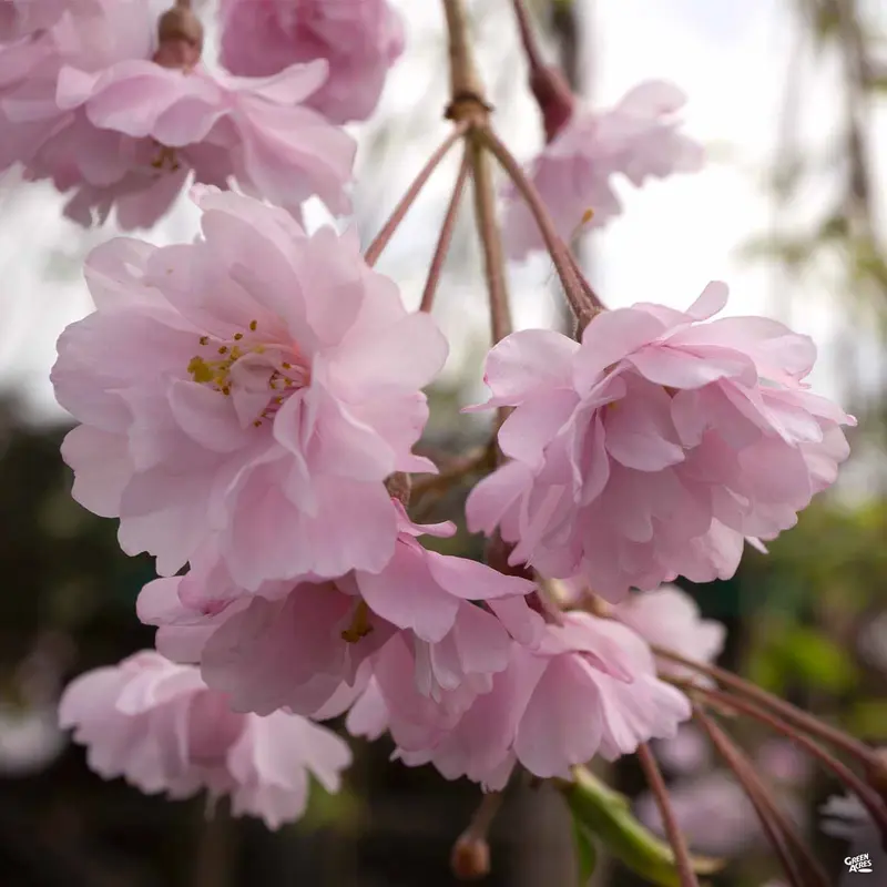 Double Weeping Cherry