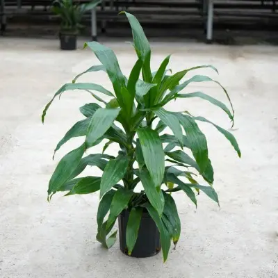 Dracaena deremensis (Dragon Tree Janet Craig)