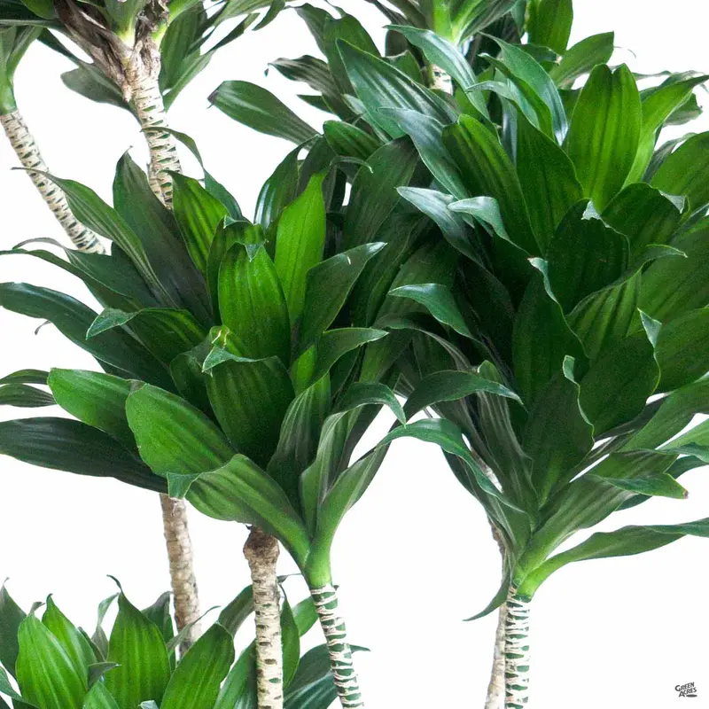 Dracaena 'JC Compacta'