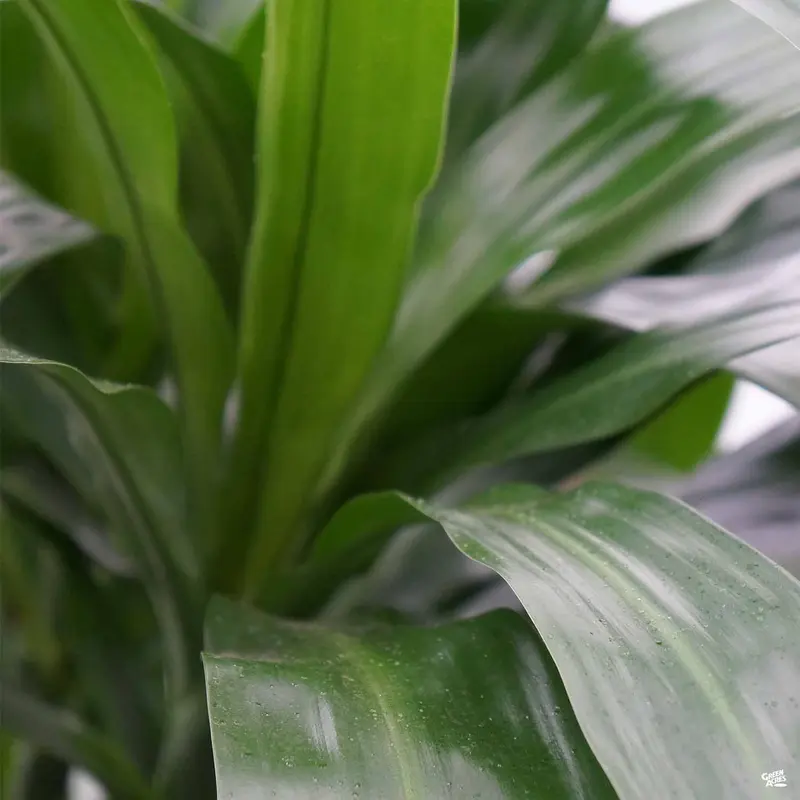 Dracaena Lisa™
