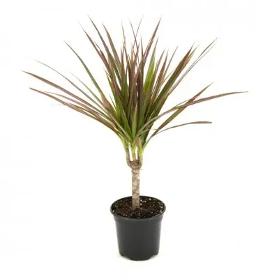 Dracaena marginata - cane (Madagascar Dragon Tree)