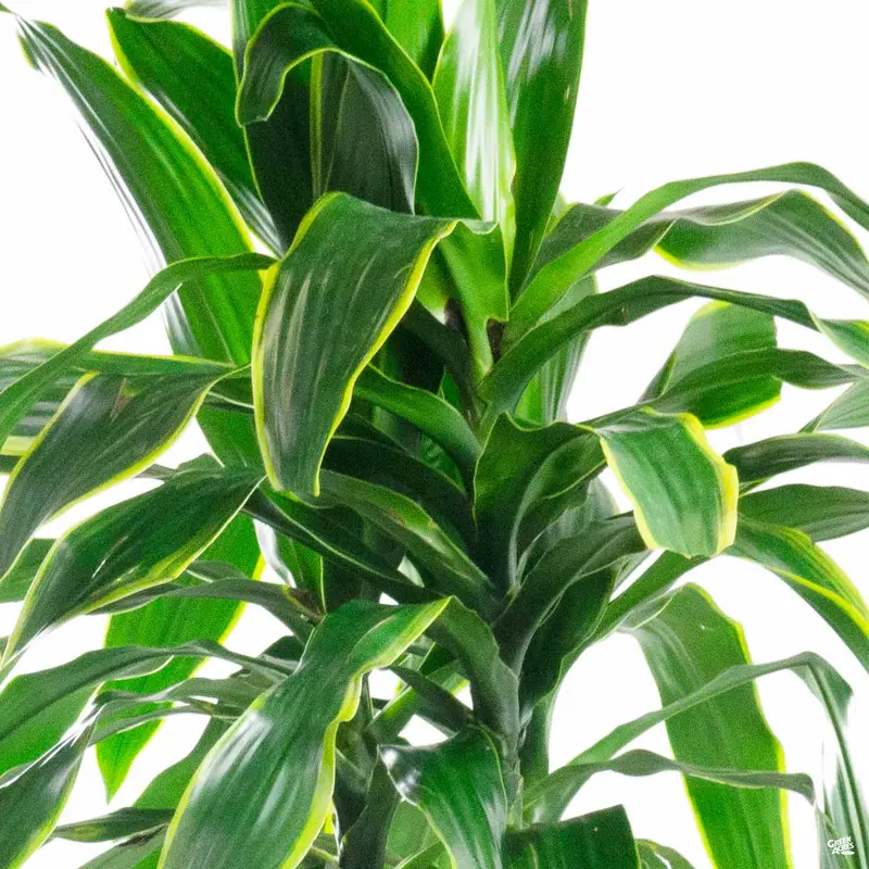 Dracaena Pele™