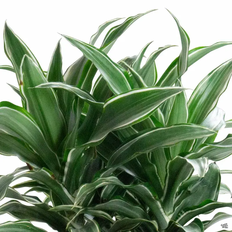 Dracaena 'Warneckii'