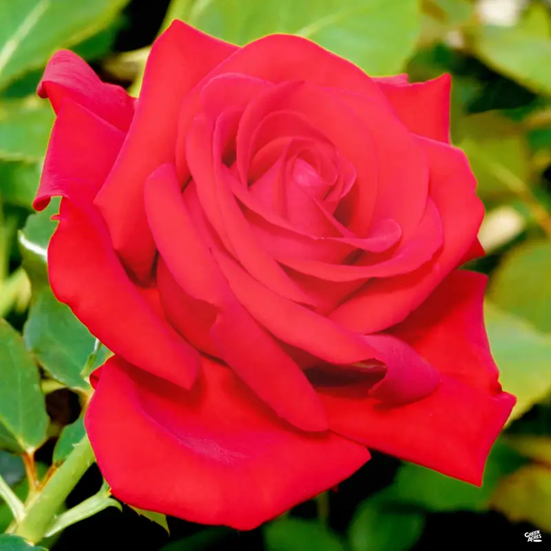 Drop Dead Red™ Rose Bareroot