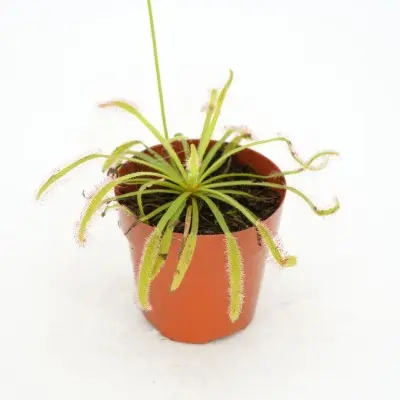 Drosera capensis (Cape Sundew)