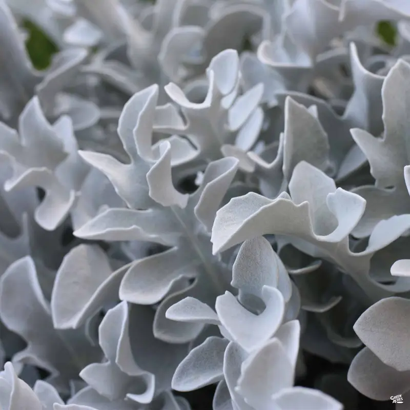 Dusty Miller 'Snowflake'
