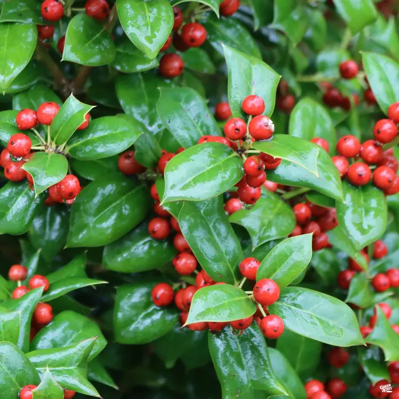 Dwarf Burford Holly