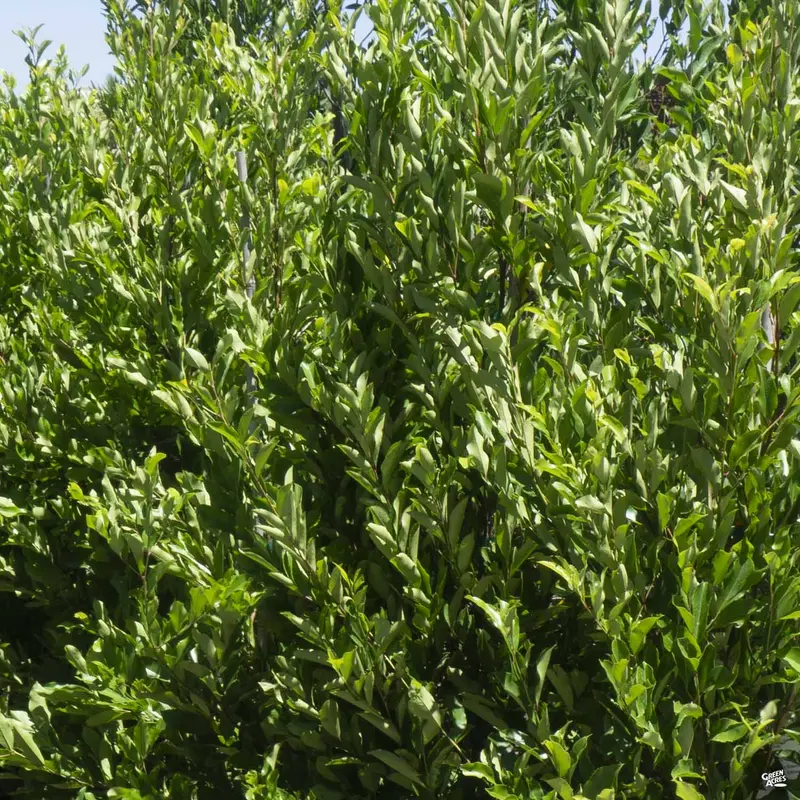 Dwarf Carolina Cherry Laurel Standard Trunk