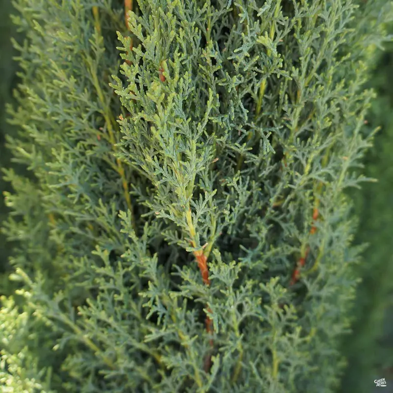 Dwarf Italian Cypress