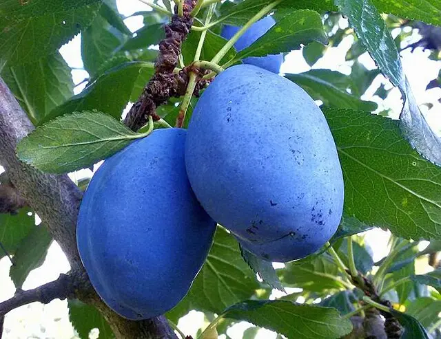 Dwarf Italian Plum (Prunus domestica 'Italian')