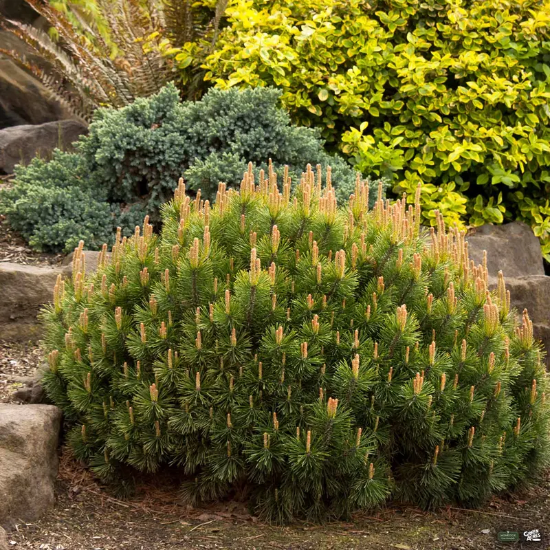 Dwarf Mugo Pine | Monrovia